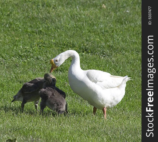 Mother goose and two goslings. Goslings are having a fight (one is biting the other). Mother goose and two goslings. Goslings are having a fight (one is biting the other).