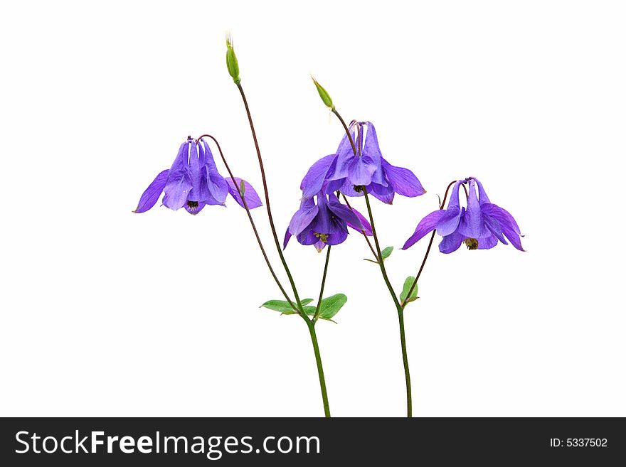 Purple columbine flowers isolated on white background