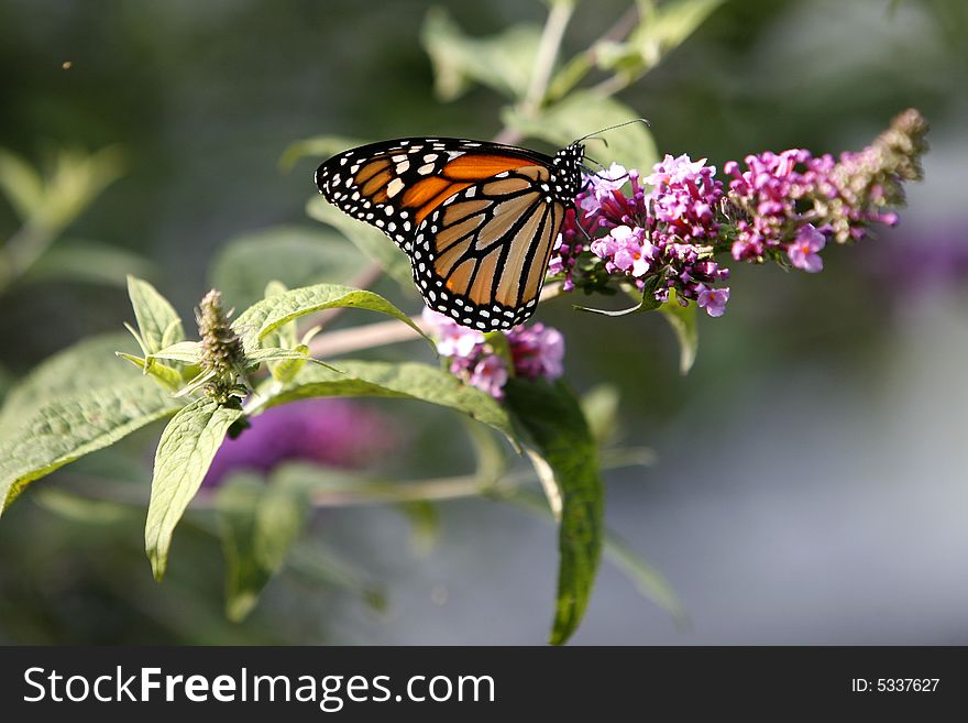 Early Summer Monarch enjoying a snack in the Back Yard  Garden