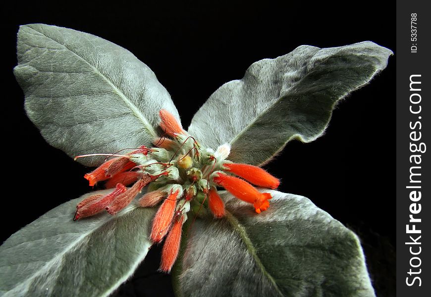 Striking orange blooms of hairy succulent plant with silver-looking leaves against black background. Striking orange blooms of hairy succulent plant with silver-looking leaves against black background