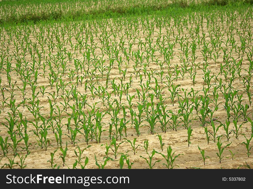 The corn field in Italy