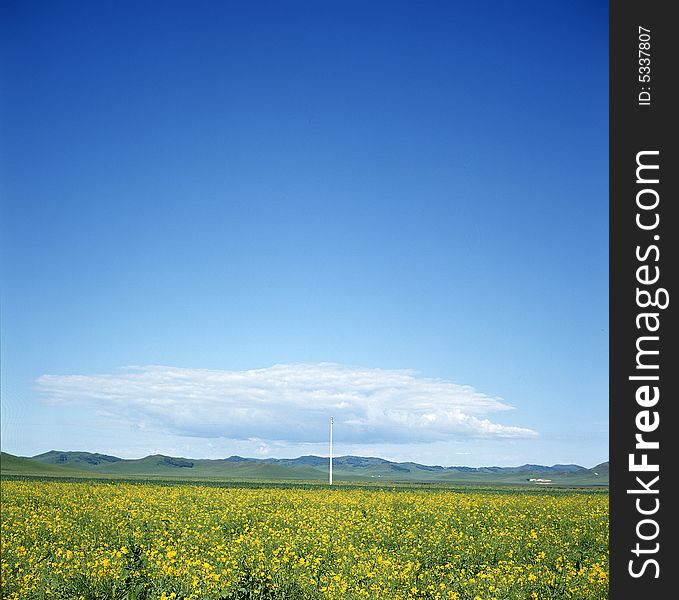 This is a beautiful meadow with yellow flower and blue sky. This is a beautiful meadow with yellow flower and blue sky.