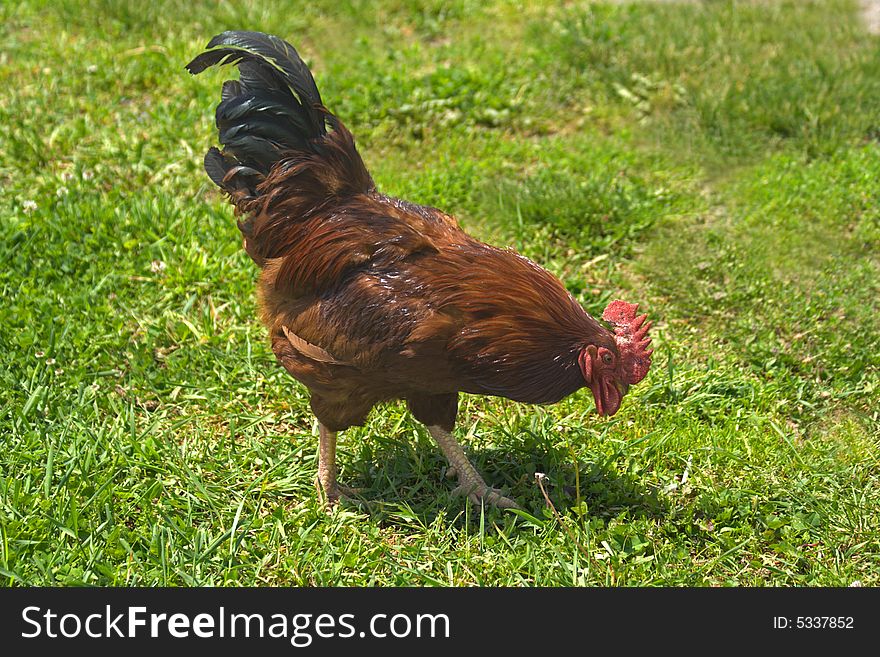 Colorful rooster looking for something at grass