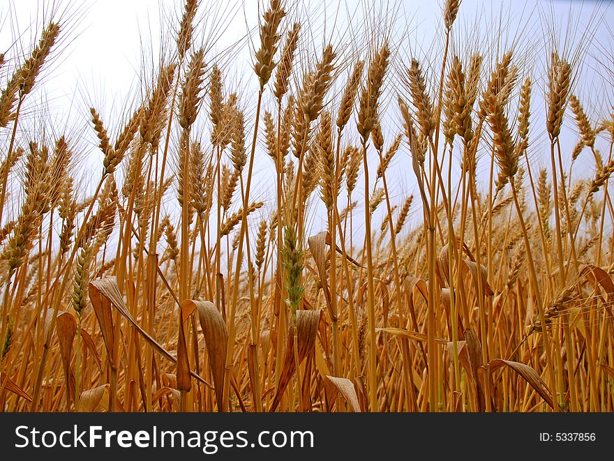 A portrait framing of ripe wheat