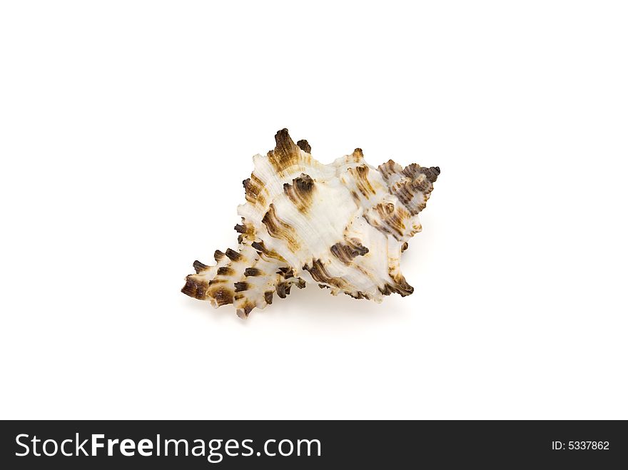 Prepared mollusk shell isolated on white with shadow