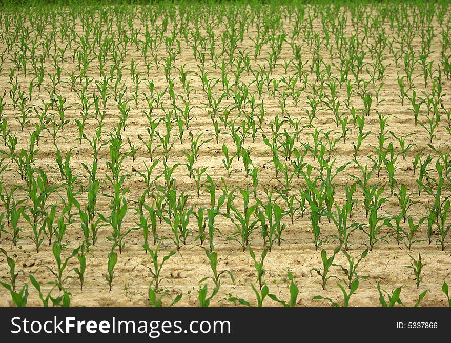 The corn field in Italy. The corn field in Italy