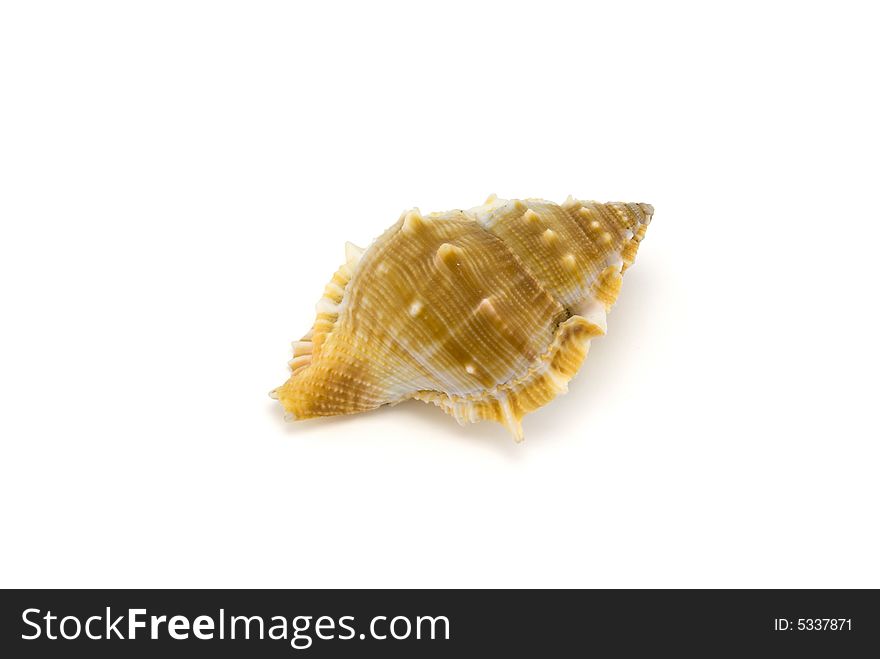 Prepared mollusk shell isolated on white with shadow