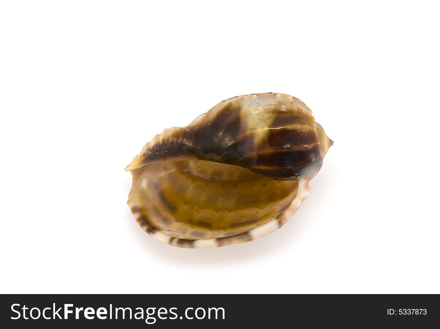 Prepared mollusk shell isolated on white with shadow