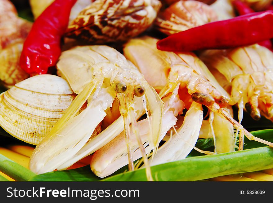 Mussel and Red-banded mantis shrimp. Mussel and Red-banded mantis shrimp