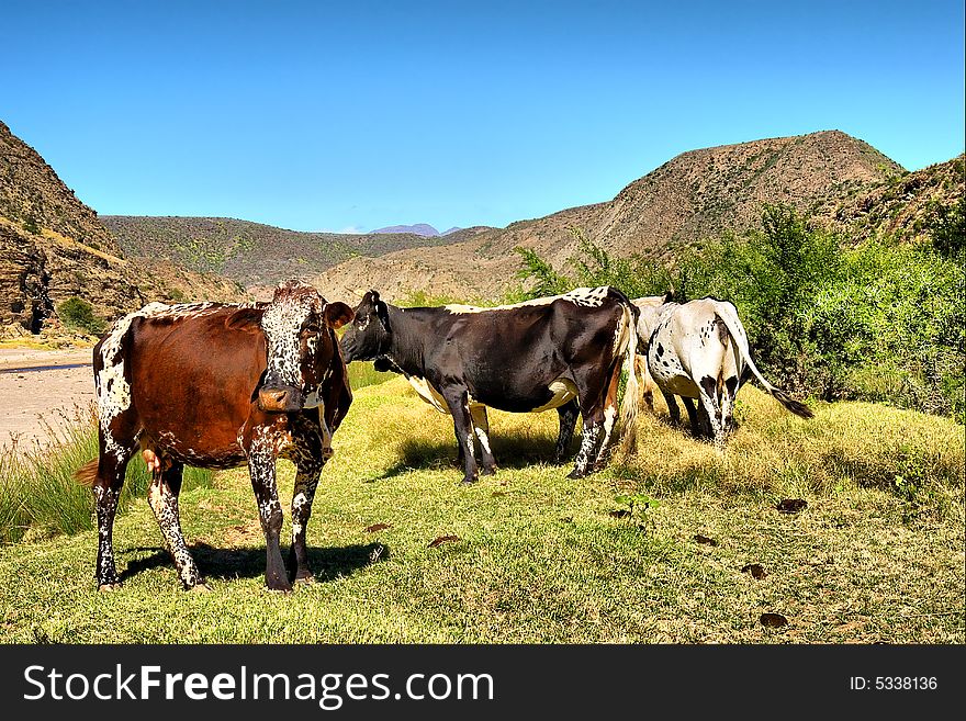 Brown African cow in herd in mountains. Shot in the Langeberge highlands near Grootrivier river, Garden Route, Western Cape, South Africa.