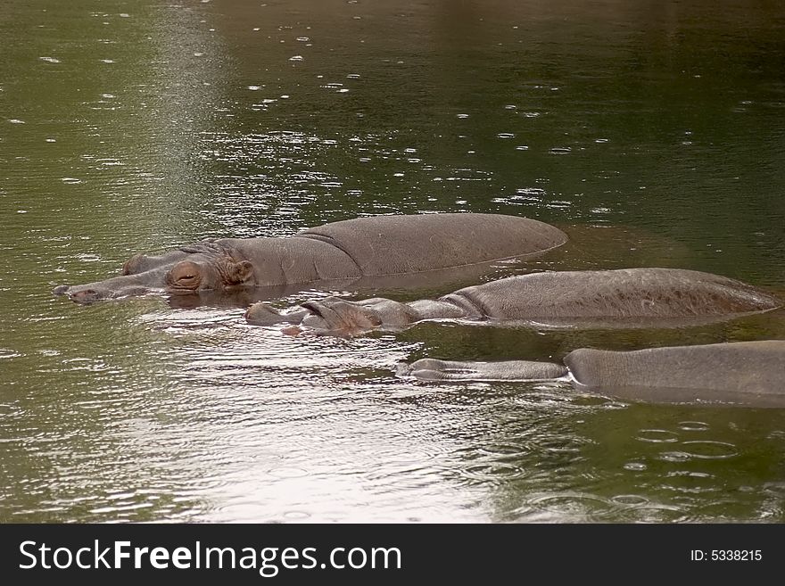 3 Hippos Enjoying the Rain