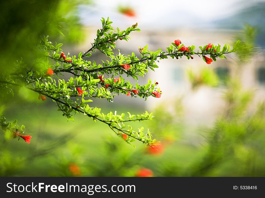 Megranate branch with red flowers. Megranate branch with red flowers