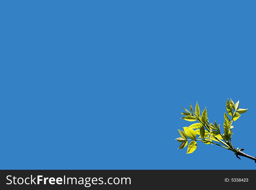 Growing green leaves on blue sky background. Spring time.