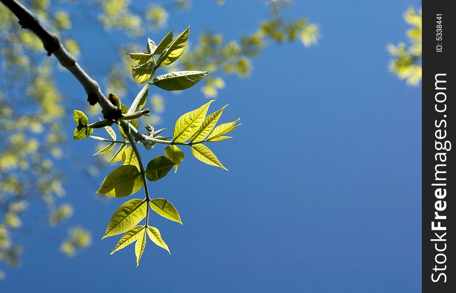 Growing green leaves on blue sky background. Spring time.