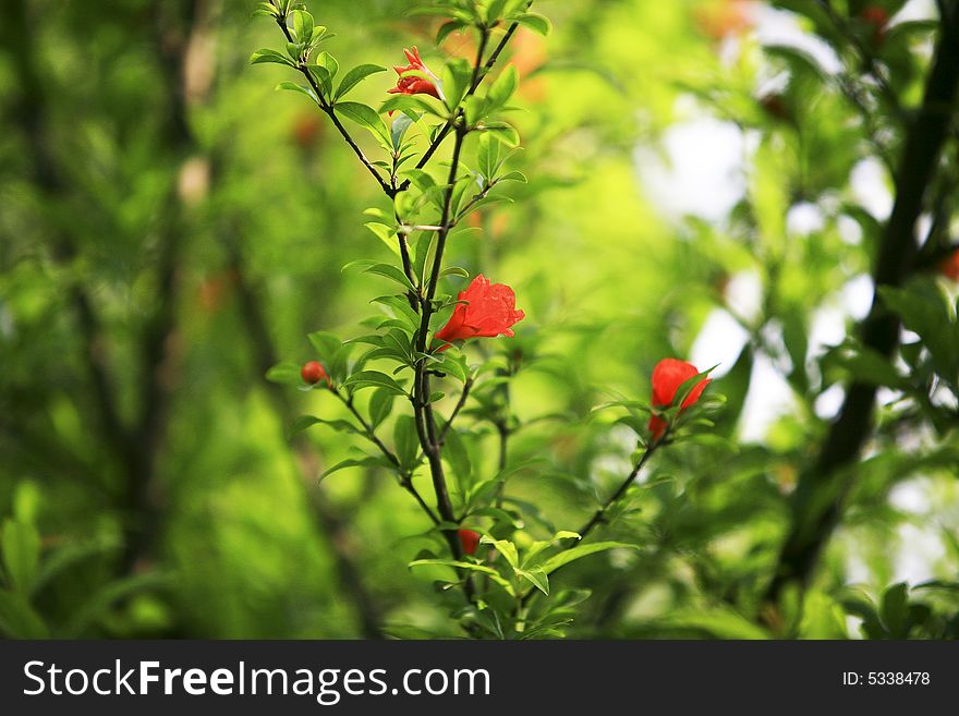 The red megranate flowers are surrounded with green trees