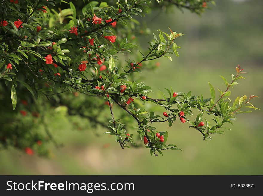 Megranate branch with red flowers in summer. Megranate branch with red flowers in summer.