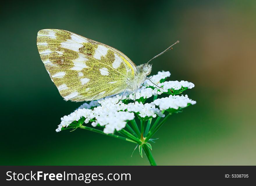 A closeup shooting of isolation white butterfly on umbellate flower in deep green background.