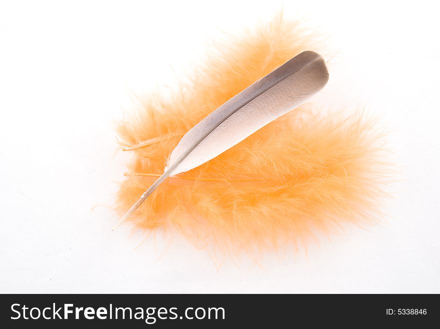 Grey and orange  feather isolated on white. Grey and orange  feather isolated on white