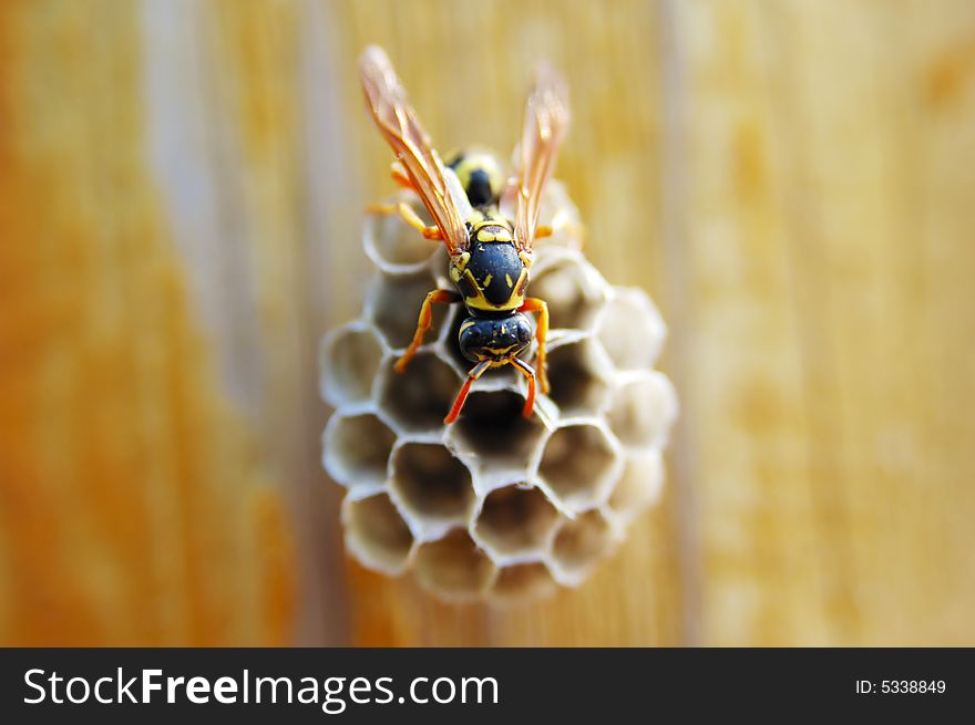 A hornet and its honeycomb that build on wood. A hornet and its honeycomb that build on wood.