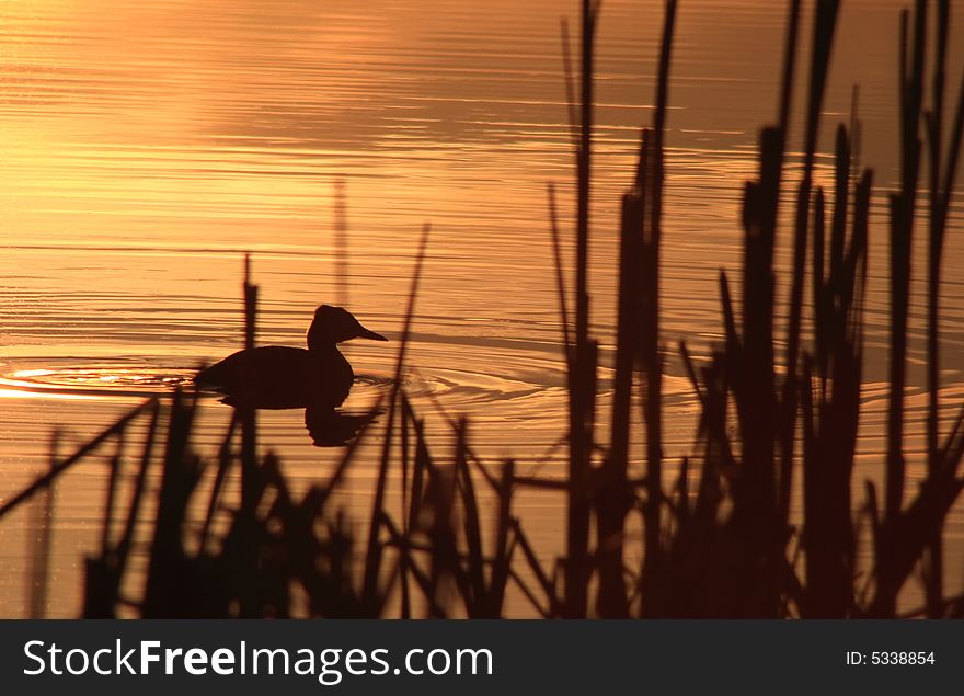 Silhouette of a Duck floating peacefully on a calm lake during a golden sunset. Silhouette of a Duck floating peacefully on a calm lake during a golden sunset