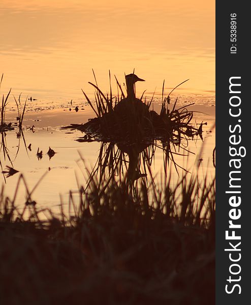Silhouette of a Duck protecting a nest during a golden sunset. Silhouette of a Duck protecting a nest during a golden sunset