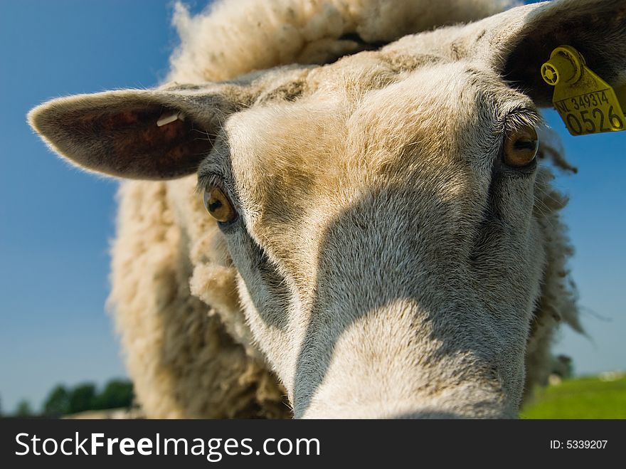 A funny sheep with its head in the Camera