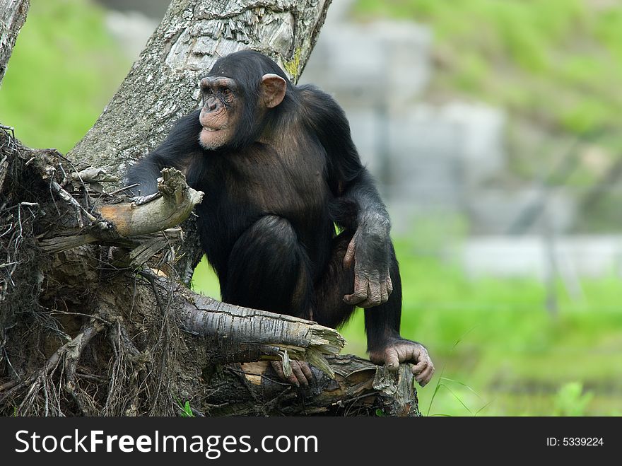 Close-up of a cute chimpanzee (Pan troglodytes)