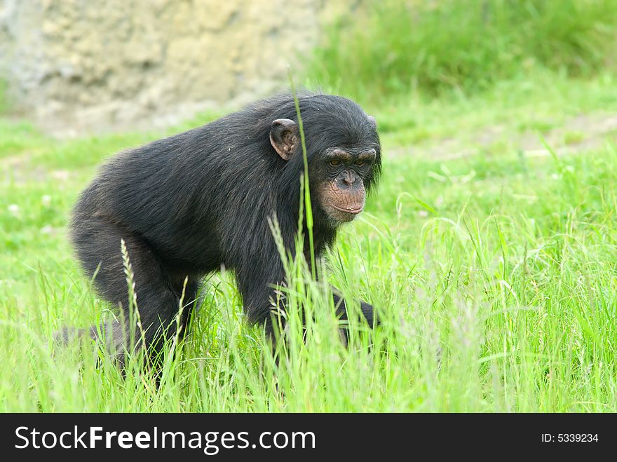 Close-up of a cute chimpanzee (Pan troglodytes)