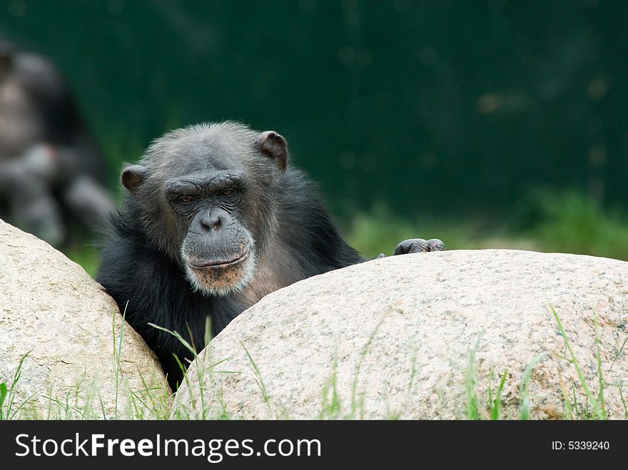 Close-up of a cute chimpanzee (Pan troglodytes)