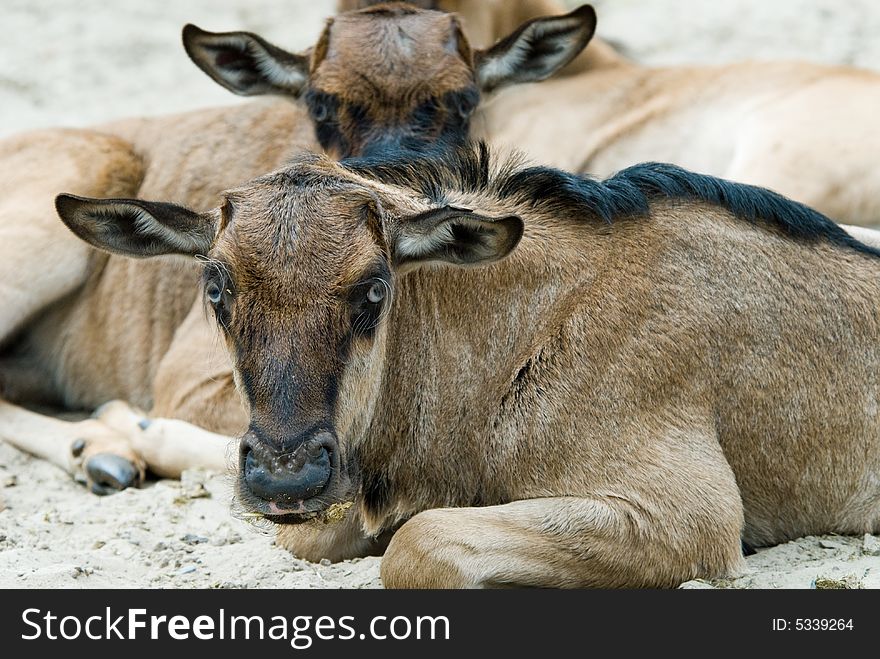 Close-up of a baby Blue wildebeest (Connochaetes taurinus)