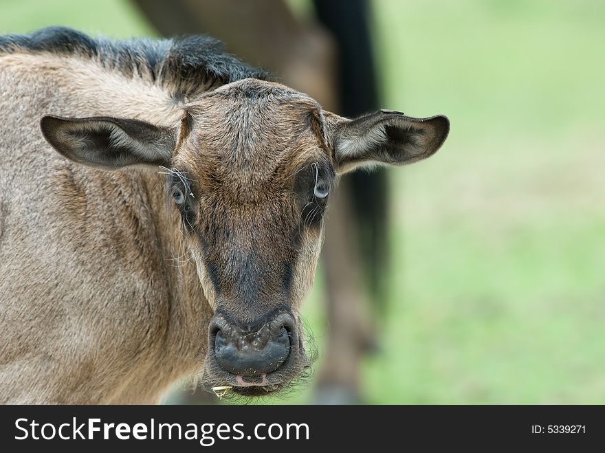 Close-up of a baby Blue wildebeest (Connochaetes taurinus)