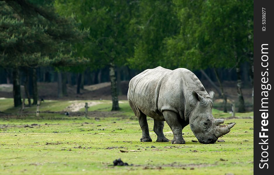 Big rhinoceros grazing in field