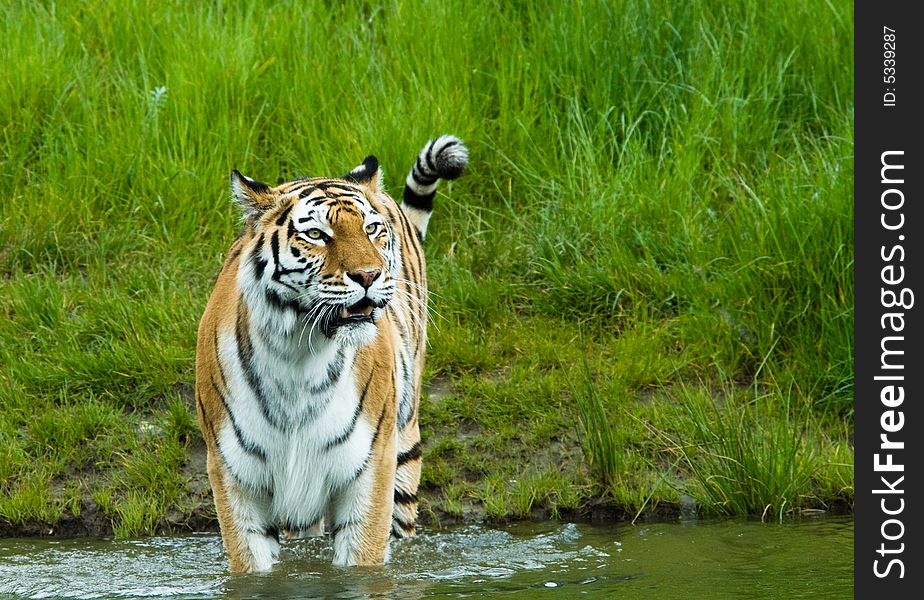 Siberian tiger (Tiger Panthera tigris altaica) in water
