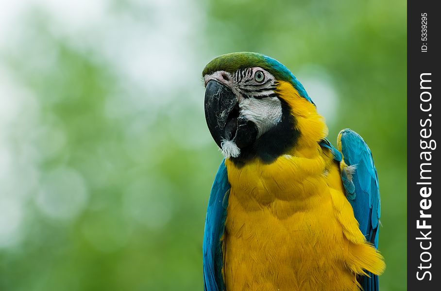 Close-up of a beautiful blue-and-yellow macaw