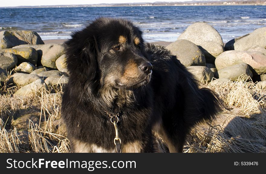 A dog on the beach