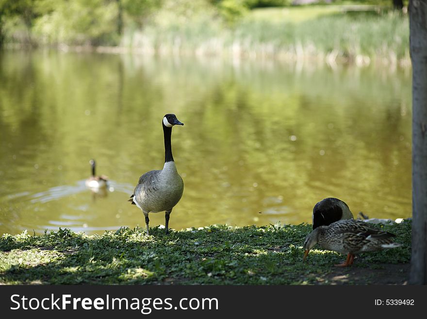 A goose standing in the shade provided by a tree with a bright pond in background. A goose standing in the shade provided by a tree with a bright pond in background.