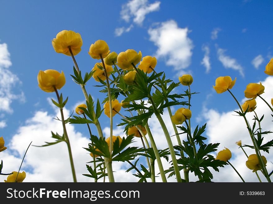 Yellow flowers on background sky. Yellow flowers on background sky