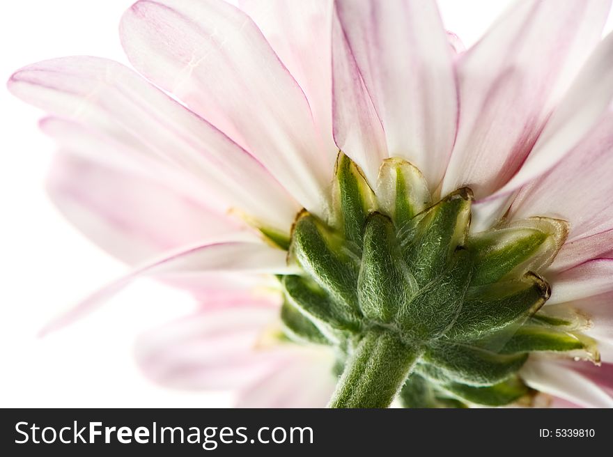 Macro image of half a daisy in white and purple. Macro image of half a daisy in white and purple