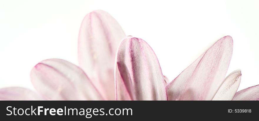 Macro image of leafs of a daisy in white and purple. Macro image of leafs of a daisy in white and purple