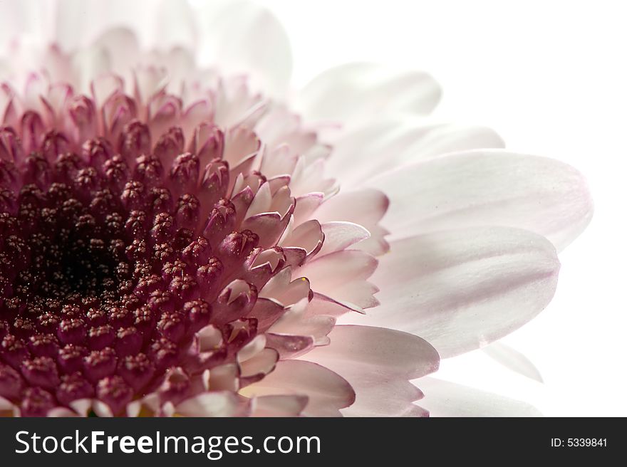 Macro image of half a daisy in white and purple. Macro image of half a daisy in white and purple