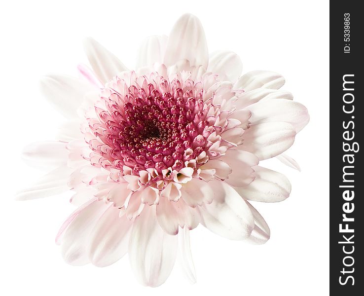 Macro image of a daisy in white and purple. Macro image of a daisy in white and purple