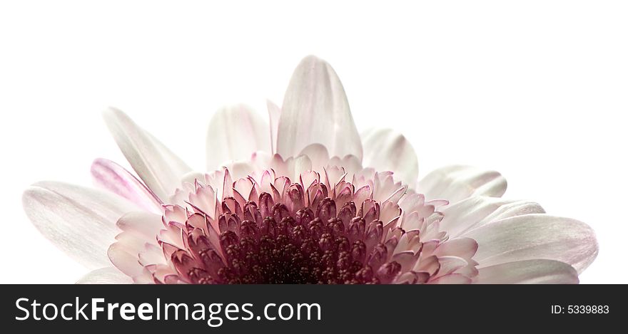 Macro image of half a daisy in white and purple. Macro image of half a daisy in white and purple