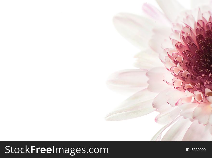 Macro image of a daisy in white and purple. Macro image of a daisy in white and purple