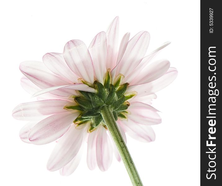 Macro image of leafs of a daisy in white and purple. Macro image of leafs of a daisy in white and purple