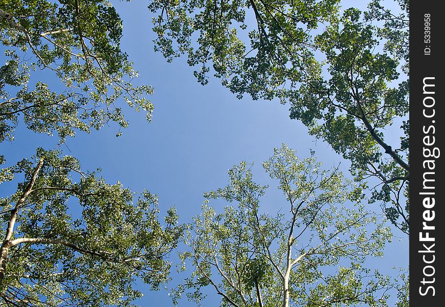 Tree branches aiming to the sky during sunny day