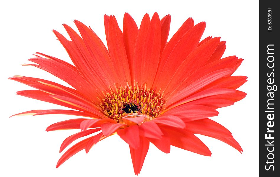 Macro image of a gerbera flower in red and yellow with pointy leaf edges. Isolated on white. Macro image of a gerbera flower in red and yellow with pointy leaf edges. Isolated on white