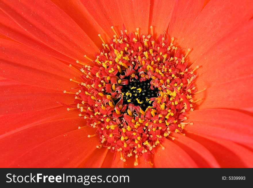 Red and yellow gerbera sharp leaf edges macro