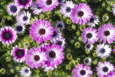 Pink Flowers Chrysanthemum Royalty Free Stock Photos Pink Flowers Chrysanthemum Royalty Free Stock Photos