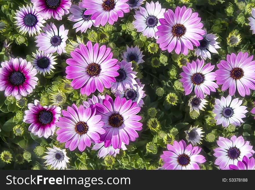 Pink chrysanthemums on sunny spring day outside closeup. Pink chrysanthemums on sunny spring day outside closeup