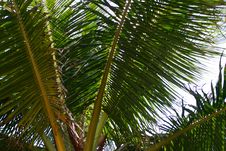 Palm Leaves Stock Image Palm Leaves Stock Image
